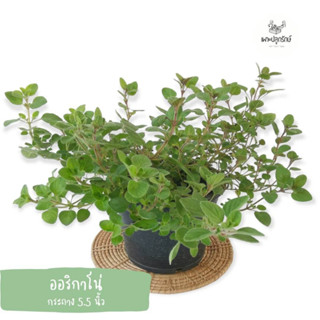 ออริกาโน่ #Oregano  *ซื้อ 10 แถม 1 คละชนิดได้  #สมุนไพรฝรั่ง ต้นแข็งแรง พุ่มใหญ่