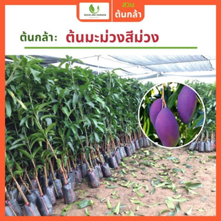 [ผลออกเยอะ] มะม่วงผิวสีม่วง ผลผลิตสูง ทาบกิ่งสูง 50-70ซม.