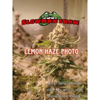 เมล็ดพันธุ์กัญชา Lemon Haze Photo คัดเพศเมีย เมล็ดแก่ แท้ สมบูรณ์