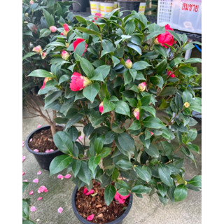 ต้นใหญ่80-100cm #ดอกคามิเลีย (Camellia flower)สีผสมแดงชมพูใน1ต้นดอกตามช่วง