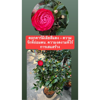 #Camellia 🌹 #นำความมั่งคั่ง #มีชีวิตชีวา❤️ลสยชมพูแดง🌸90-100cm