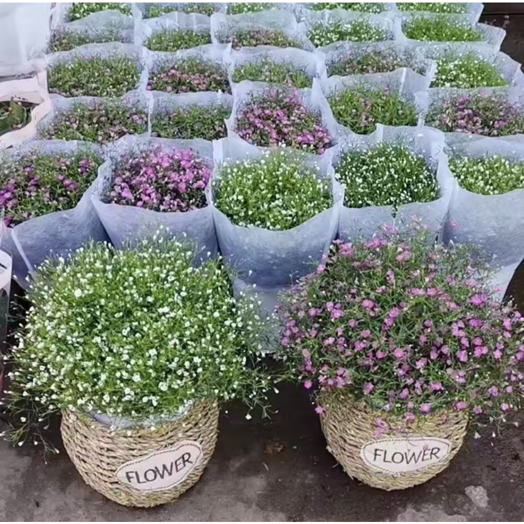 เมล็ดพันธุ์ยิปโซ  พันธุ์ดอกไม้ 100เมล็ด Mixed Color Gypsophila Flower Seeds พุ่มใหญ่พร้อมลวดแขวน ดอกไม้จริง - รูปที่ 6