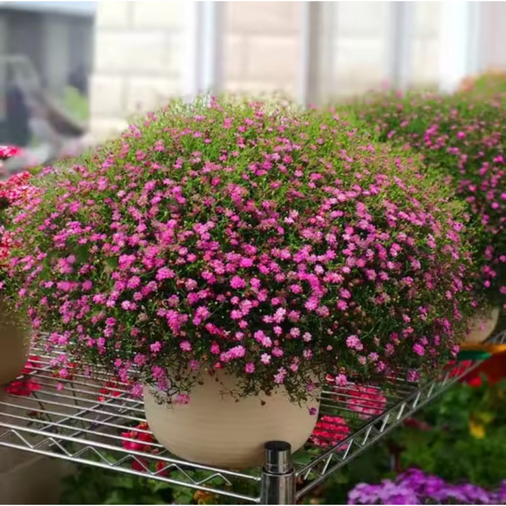 เมล็ดพันธุ์ยิปโซ  พันธุ์ดอกไม้ 100เมล็ด Mixed Color Gypsophila Flower Seeds พุ่มใหญ่พร้อมลวดแขวน ดอกไม้จริง