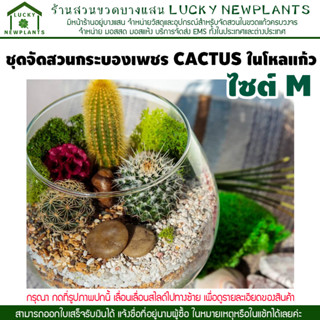 ชุดจัดสวนกระบองเพชร CACTUS ในโหลแก้ว ไซต์ M มีของพร้อมส่ง