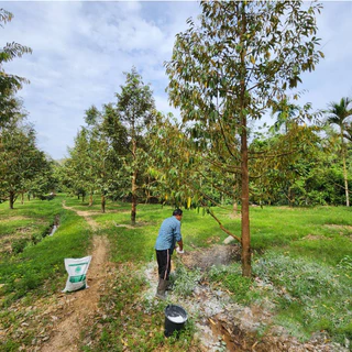 ✅🌳ผงยิปซั่มบริสุทธิ์ 96% สำหรับการเกษตร สารอาหารรองแร่ธาตุสูง รักษาราก ปรับปรุงดิน ยิปซั่มตราพระอาทิตย์ ถุงละ 1 KG