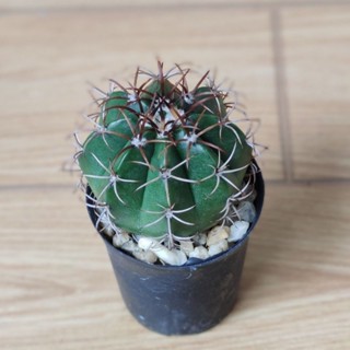 สายพันธุ์ เมโลแคคตัส [Melocactus]ต้นสวยหนามสวย ไม่ซ้ำสายพันธุ์ สายสะสมหนาม ต้องมี