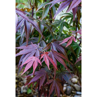 Nomura japanese maple เป็นเมเปิลญี่ปุ่นที่มีสีแดงสด โดดเด่นกว่าต้นเมเปิ้ลญี่ปุ่นอื่นๆ สามารถคงสีแดงได้นานกว่า