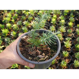 สนหนามจีน สีฟ้า Chinese fir ไซส์6นิ้ว