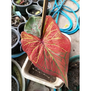 บอนสีเก้าทัพ caladium m