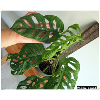 Monstera Lechleriana เลคเชอเรียน่า มอสเตอร่าฉลุ พลูฉลุยักษ์ ตัดยอดรากเดินดีแล้ว ไม้ฟอกอากาศ ตอนโตใบใหญ่มาก ไม้สะสม ไม้ใบ