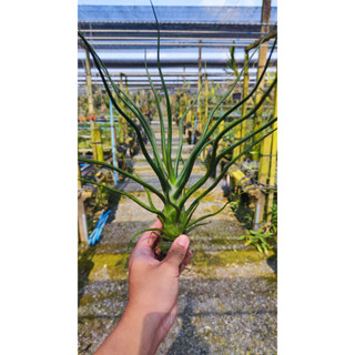 Tillandsia bulbosa hybrid (giant form)