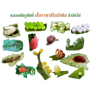 บิวเวอร์เรีย+เมธาไรเซียม +พาซิโลมัยซิส+บีที+ฮอร์โมนพืชทางใบ ชนิดน้ำพร้อมใช้ กำจัดไข่แมลง ตัวแมลง หนอนศัตรูพืช 100%ชีวภาพ