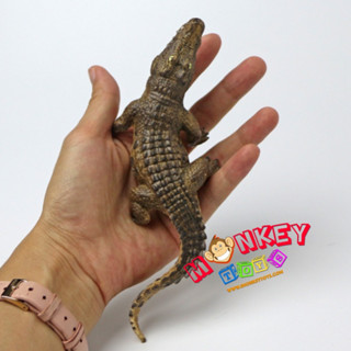 Monkey Toys - โมเดลสัตว์ จระเข้ น้ำตาล ขนาด 18.00 CM (จากหาดใหญ่)