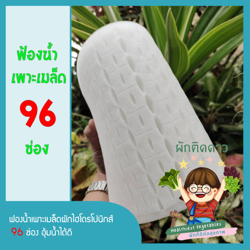 ฟองน้ำเพาะเมล็ดผักไฮโดรโปนิกส์