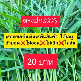 หญ้าขน สดๆ 1 กิโลกรัม ยอดอ่อนๆ สั้นๆ เท่านั้น ธรรมชาติ ปลอดภัย ไร้สารพิษ ✔️กดคืนสินค้า✔️คืนเงิน ถ้า❌ไม่ตรงปก 🙏