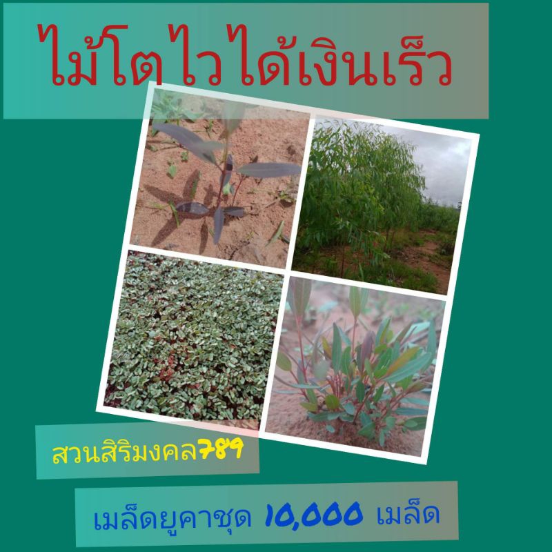 เมล็ดยูคา10,000 เมล็ด ออสเตรเลียเค7