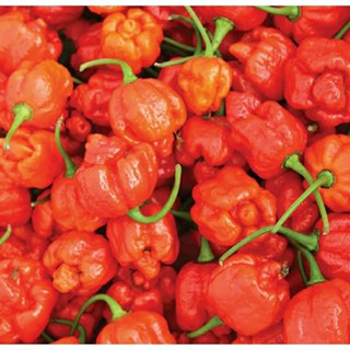 เมล็ดพันธุ์พริก อามาเกดดอน (Armageddon Hot Chili Pepper Seed) บรรจุ 15 เมล็ด ของแท้ คุณภาพดี ราคาถูก นำเข้าจากต่างประเทศ