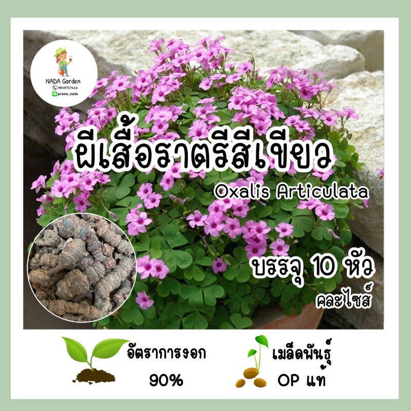 ((ถูกสุด))หัวผีเสื้อราตรีใบเขียว Oxalis Articulata บรรจุ 10 หัว