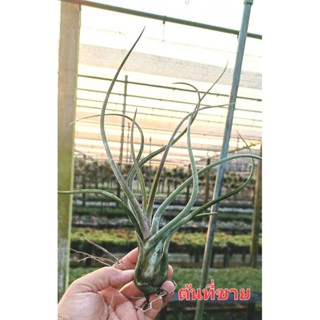 Tillandsia caput medusae giant ไม้รากอากาศ เลี้ยงใหญ่