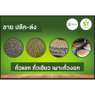ถั่วเขียวเกรดA ใช้เพาะถั่วงอก ทำขนม ปลูกเก็บเมล็ด ปุ๋ยพืชสด นำ้หนัก 1 กิโลกรัม