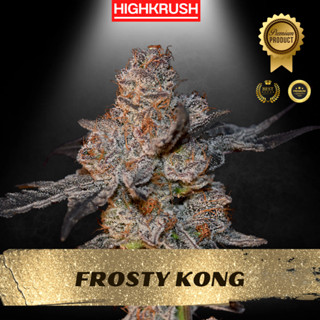 Frosty Kong ค่าย Elev8  โฟโต้ เพศเมีย ลำต้นแข็งแรงพร้อมลงดิน ต้นชำกัญชา,ต้นโคลนนิ่งกัญชา,ต้นกัญ,ต้นชำ