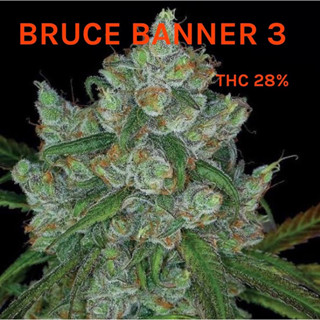 กิ่งชำ กิ่งโคลนนิ่ง Bruce banner IIIค่ายZamnesia Seeds คัดฟีโนไทป์แล้ว