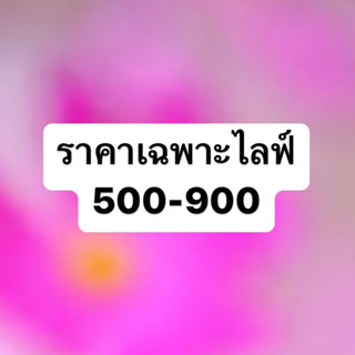 ราคาเฉพาะไลฟ์สด 500-900