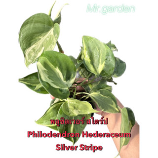 Philodendron Hederaceum Silver Stripe พลูซิลเวอร์ สไตร์ป ลายสีเขียว ครีม บางครั้งเป็นสีขาว คาดเขียวเงินและสีเขียวเข้ม