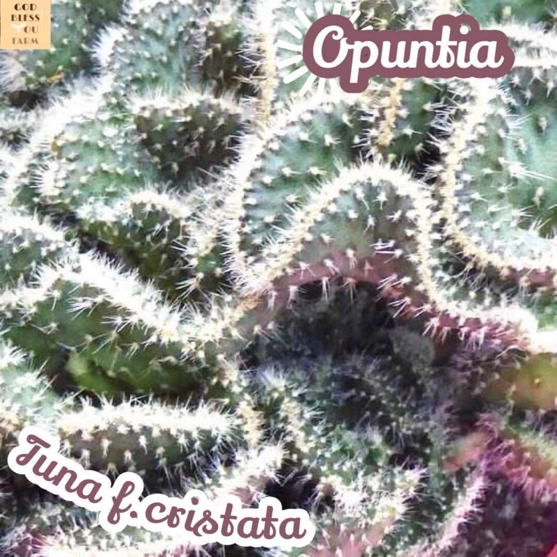 [โอพันเทีย ทูน่าคริส] Opuntia Tuna f.cristata แคคตัส ต้นไม้ หนาม ทนแล้ง กุหลาบหิน อวบน้ำ พืชอวบน้ำ succulent