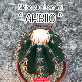 Melocactus lemairei เมโลลาเมไล