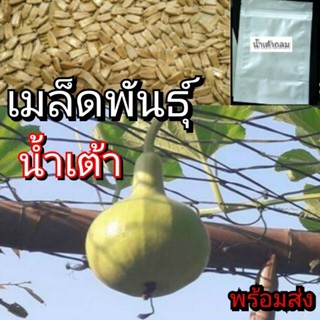 เมล็ดผัก เมล็ดพันธุ์ น้ำเต้ากลม ผลกลม ทานอร่อยปลูกง่าย พืชเลื้อย ประดับได้