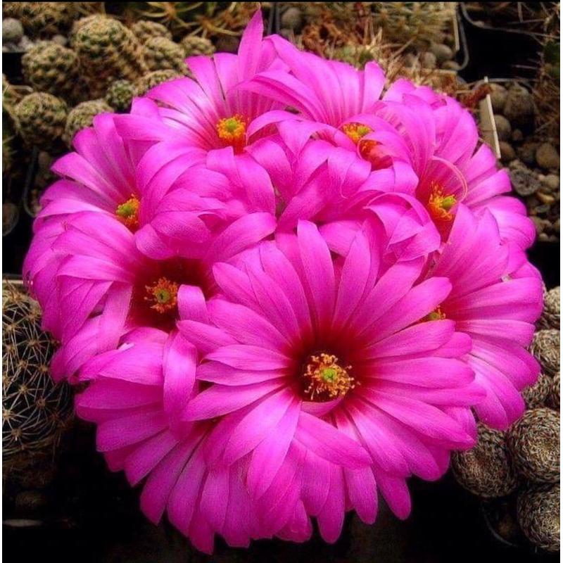 แมมลูกแมว ฟอร์มกอสวยๆต้นใหญ่กระถาง5”นิ้ว mammillaria guelzowiana