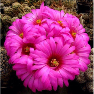 แมมลูกแมว ต้นใหญ่มากไซย์แม่พันธ์ุ กระถาง4”นิ้ว mammillaria guelzowiana