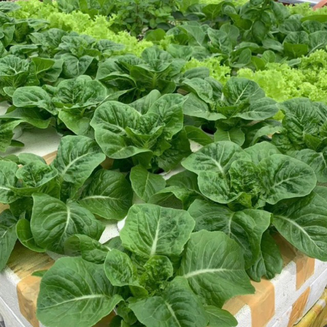 เมล็ดพันธุ์ผักสลัด นำเข้า [RIJK ZWAAN] แบบแบ่งขาย 100 เมล็ด - รูปที่ 2