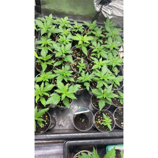 เมล็ดกัญชาสายพันธุ์นอก Glueberry og auto แถม พรีสมอสอัดก้อน