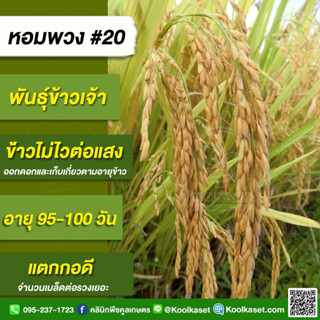 พันธุ์​ข้าว​ปลูก ข้าวเจ้า หอมพวง #20 ข้าวนาปี นาปรัง ต้นแข็ง ต้านทานโรคคุณภาพดี บรรจุ 25 กิโลกรัม คูลเกษตร KR9