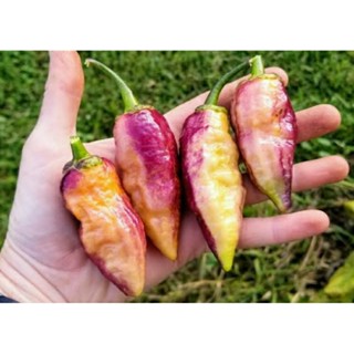 เมล็ดพันธุ์พริก 7 พอท บับเบิ้ลกัม ดรีม (7 Pot Bubblegum Dream Hot Pepper Seed) บรรจุ 10 เมล็ด ของแท้ คุณภาพดี ราคาถูก นำ