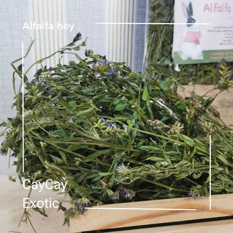 Caycay Alfalfa Hay หญ้าอัลฟาฟ่ารุ่นดอกเยอะมากพิเศษ
