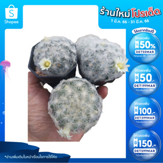 🎉เหลือ 10.- กรอกโค้ดDET50MAR ]  แคคตัสขนนกขาว Mammillaria plumosa