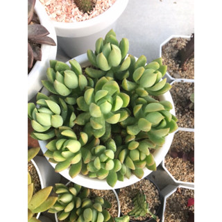 แคลิฟอเนีย ซันเซ็ต สวยมาก Graptosedum California Sunset Succulents กุหลาบหิน