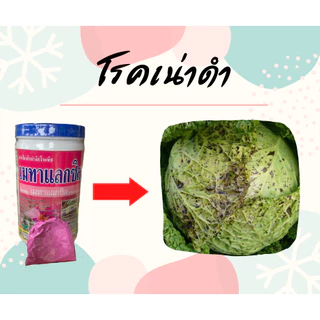 เมทาแลกซิล Metalaxyl สารป้องกัน-กำจัดเชื้อรา โรครากเน่า โคนเน่า [5-017]