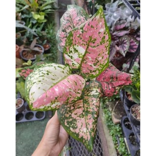 อโกนีมา อัญมณีสามสี  (Tricolor Aglaonema)