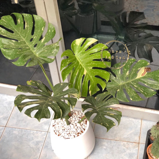 มอนสเตอร่าด่างไทคอนphilodendron,monstera,deliciosaไม้ฟอกอากาศ