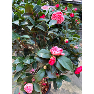 Camellia ชมพูแซมแดง🌸#นำความมั่งคั่ง #มีชีวิตชีวา 70-100cmติดดอกตูม