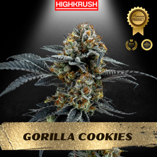 Gorilla Cookies ค่าย Elev8  โฟโต้ เพศเมีย ลำต้นแข็งแรงพร้อมลงดิน ต้นชำกัญชา,ต้นโคลนนิ่งกัญชา,ต้นกัญ,ต้นชำ