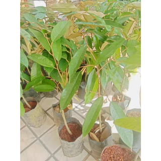 ้ต้นทุเรียนหมอนทองโล๊ะแปลงลดราคาเหลือ39 บาท ส่งขั้นต่ำ2ต้น
