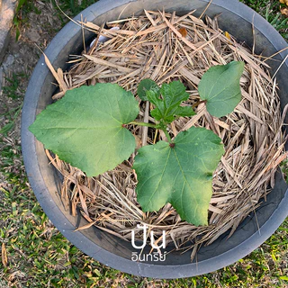 🏅เมล็ดนำเข้า เมล็ดกระเจี๊ยบ เขียว Clemson Spineless Okra seed (Organic Seed) AAS ไร้ขนแหลม ปันอินทรีย์