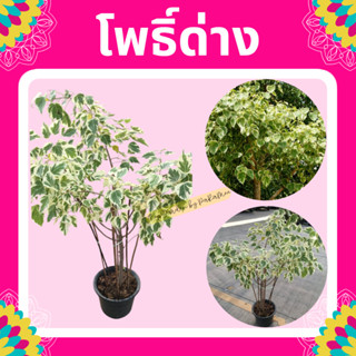 ต้นโพธิ์ด่าง #โพธิ์ด่าง #โพธิ์เงิน  #ใบโพธิ์ 🍃