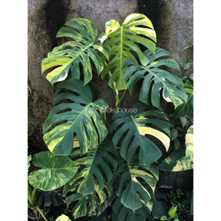 🔥มอนสเตร่าออเรีย💛มอนสเตร่าด่างเหลือง🌟Monstera aurea