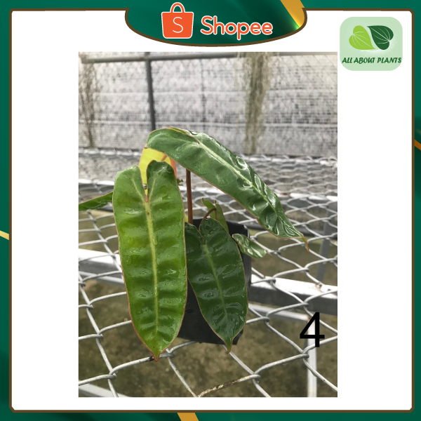 🪴ก้านส้ม(ไม้กระถาง) Philodendron billietiae Croat🪴